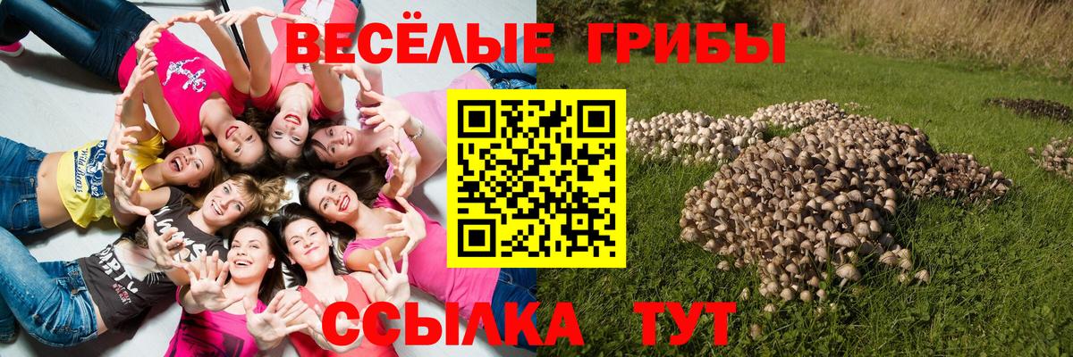 Галлюциногенные грибы Psilocybine cubensis Ртищево